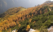 50 Dalla vetta, lo splendido lariceto del Pizzo Badile, foto del 24 8bre...